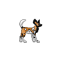 african-wild-dog