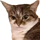 angry-cat