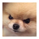 angry-doggo
