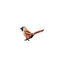 bearded_reedling