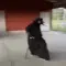 black_dog_sit