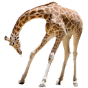 bow giraffe