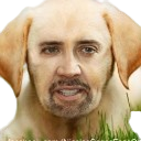 cage_face_on_dog