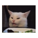 cat_confused