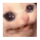 cat_cry