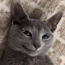 cat-happy