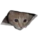 cat_headq