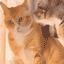 cat-hear-shock