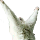 cat_praising