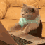 cat typing