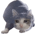 cat-wiggle