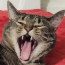 catshadowyell