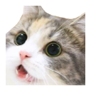 catwowe