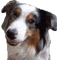confused-doggo