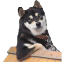 cool-dog-e