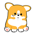 corgo-sadq
