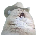 country_cat