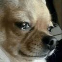 crydog