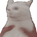 cute_cat_confused
