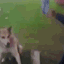 dog-handshake