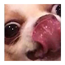 doglick0