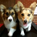 dogs-walking