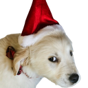 dogsantaq