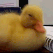 duckno