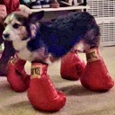 fightdog0