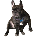 french-bulldog
