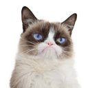 grumpy cat