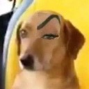 hmmdoggoq