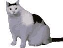 huh_cat