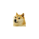 husky doge