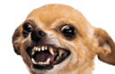 impatient_wait_doggo