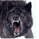insanity_wolf