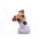 interesteddog