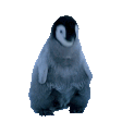 jamming_penguin