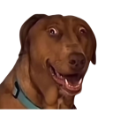 looking_crazy_doggo