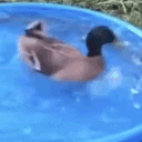 meme_duckq