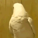 noparrot
