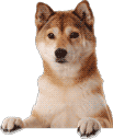 oh-hai-doge