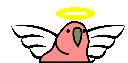 parrot angel