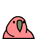 parrot bouncing