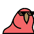 parrot conga party