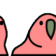 parrot conga