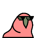 parrot cool