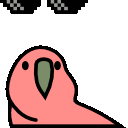 parrot deal with it