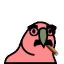parrot groucho