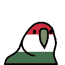 parrot hungary